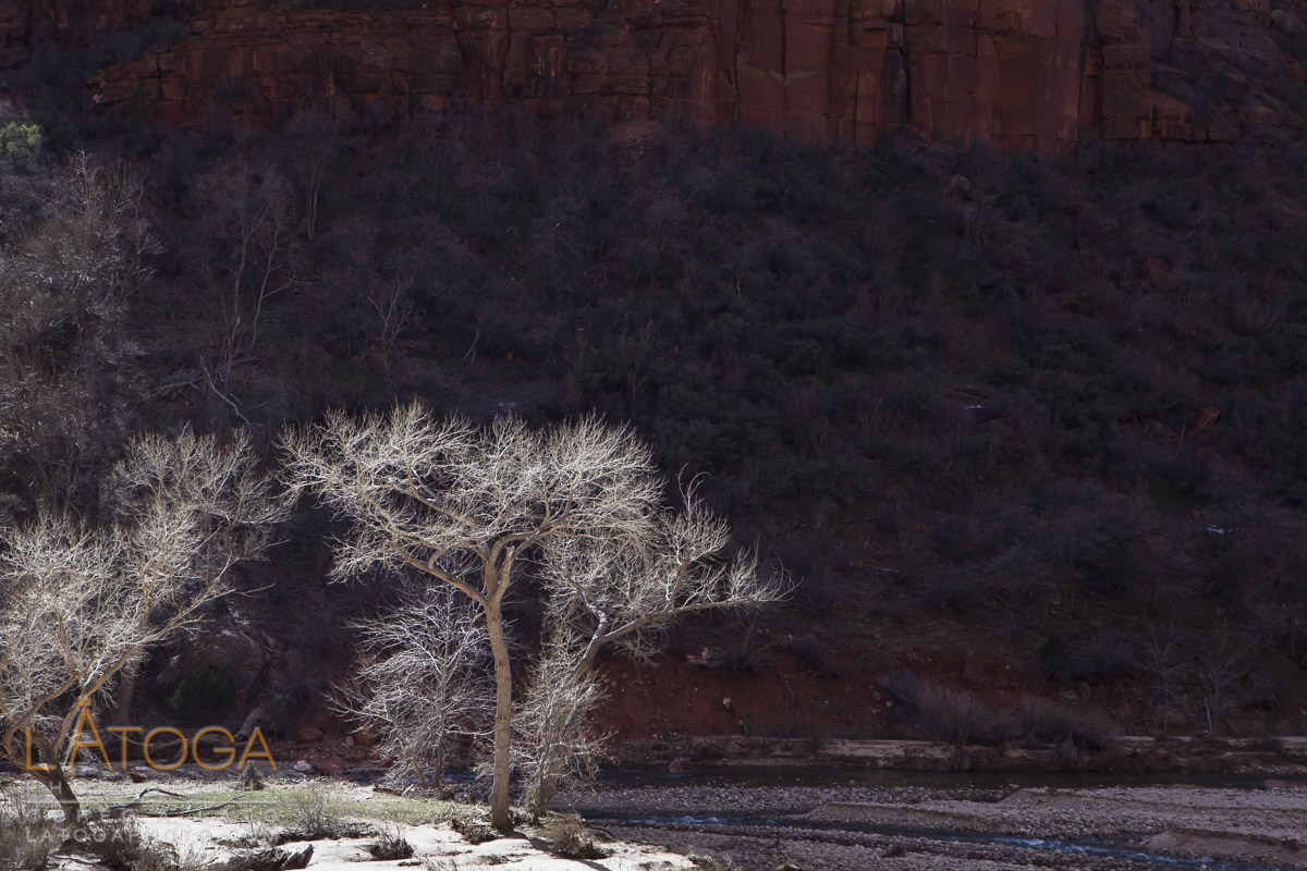 Bare Fremont Cottonwood trees are illuminated along the Virgin River in Zion Canyon at Zion National Park, Utah.